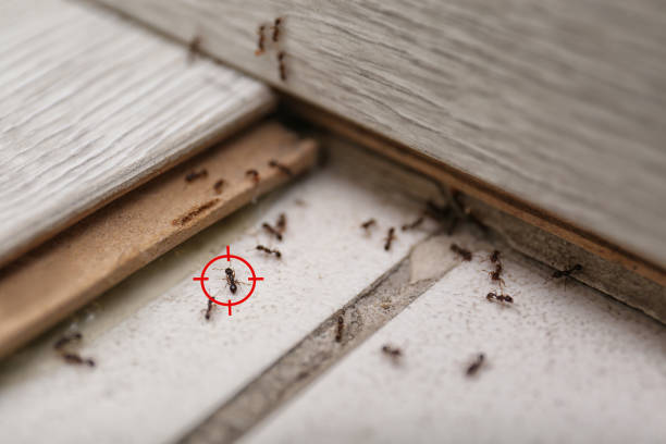 Best Best Pest Control Companies  in Turley, OK