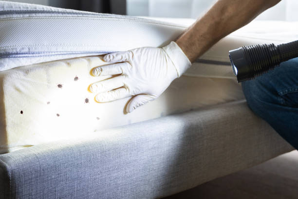Best Pest Control Treatment  in Turley, OK